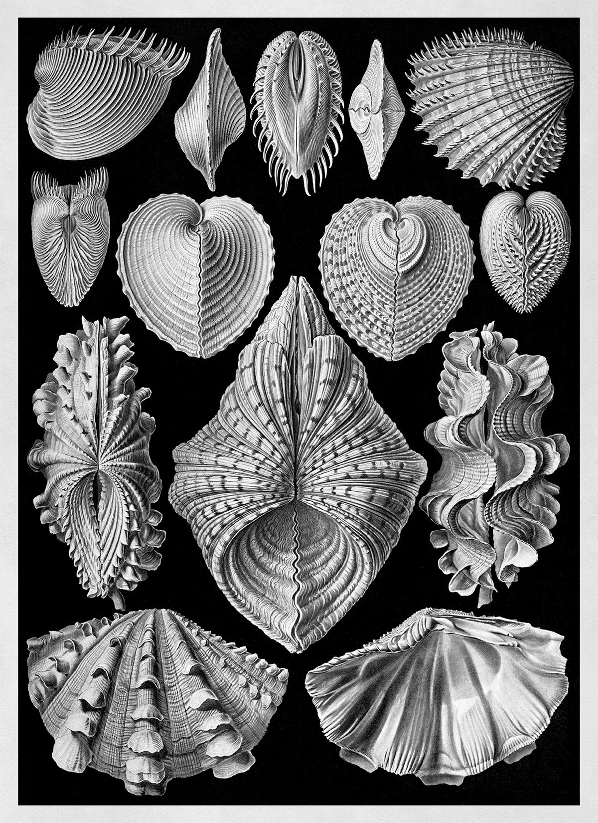 Ernst Haeckel Seashells Print: Black & White Marine Life Art NH68