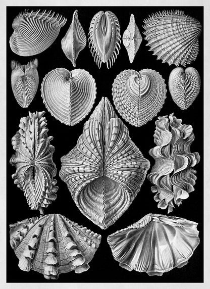 Ernst Haeckel Seashells Print: Black & White Marine Life Art NH68