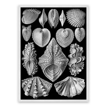 Ernst Haeckel Seashells Print: Black & White Marine Life Art NH68