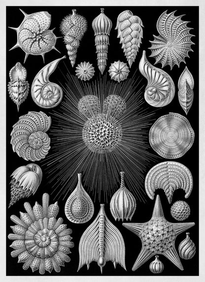Ernst Haeckel Thalamophora Print: Black & White Seashells Life Art NH69