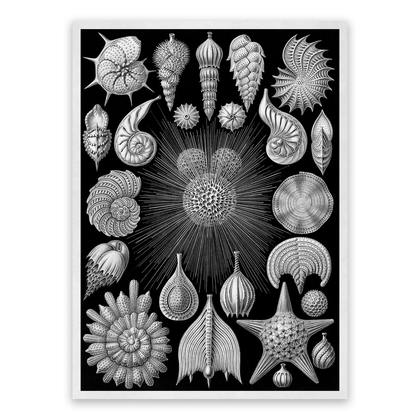 Ernst Haeckel Thalamophora Print: Black & White Seashells Life Art NH69