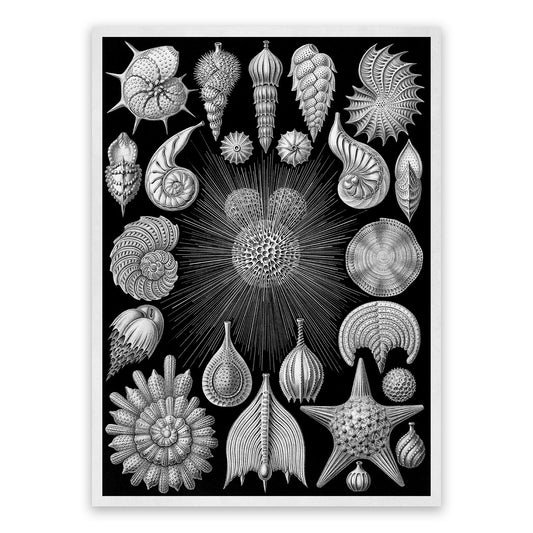 Ernst Haeckel Thalamophora Print: Black & White Seashells Life Art NH69
