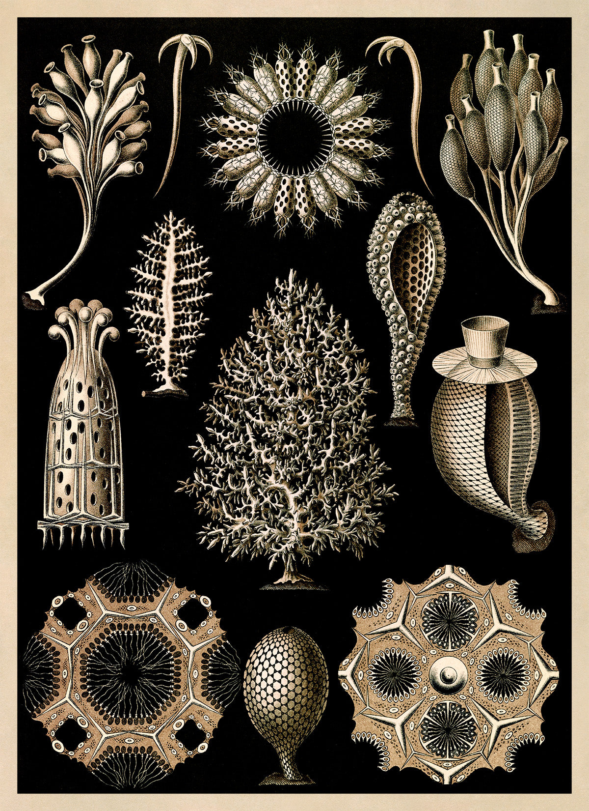 Calcareous Sponges Print: Ernst Haeckel Marine Life Art NH70