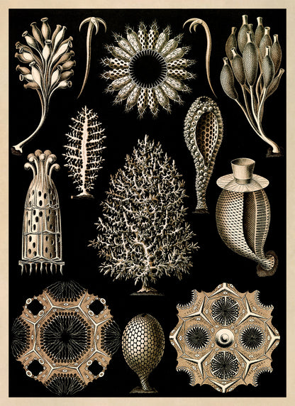 Calcareous Sponges Print: Ernst Haeckel Marine Life Art NH70