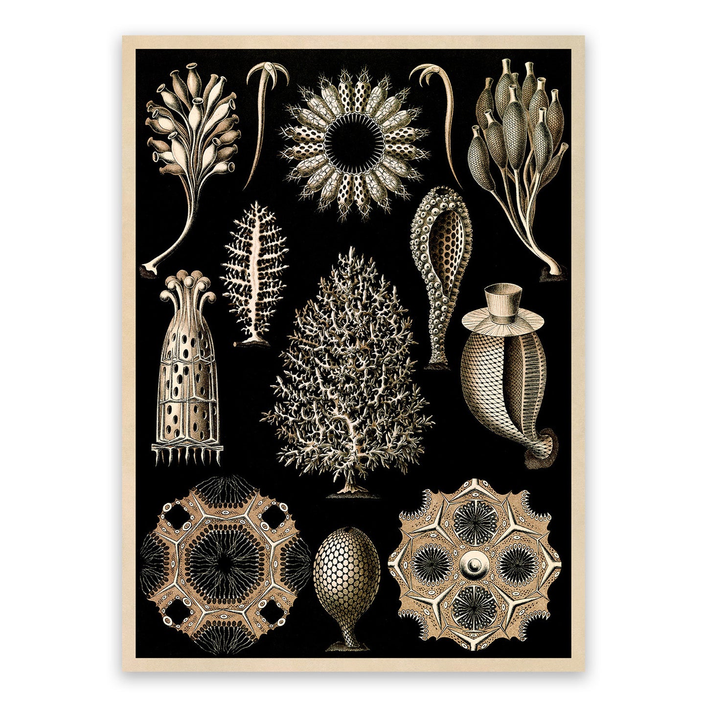 Calcareous Sponges Print: Ernst Haeckel Marine Life Art NH70