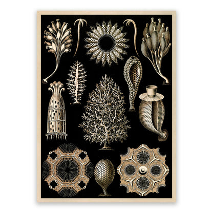 Calcareous Sponges Print: Ernst Haeckel Marine Life Art NH70