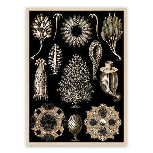 Calcareous Sponges Print: Ernst Haeckel Marine Life Art NH70