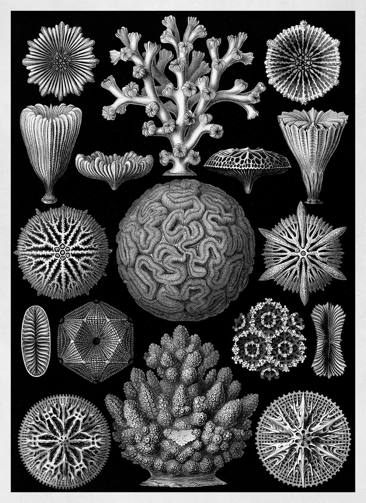 Black & White Coral Print: Ernst Haeckel Oceanography Art NH71