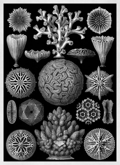 Black & White Coral Print: Ernst Haeckel Oceanography Art NH71