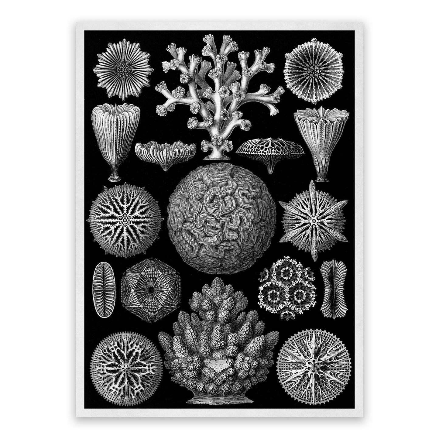 Black & White Coral Print: Ernst Haeckel Oceanography Art NH71