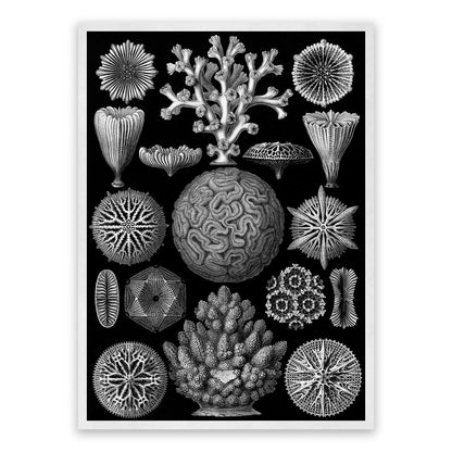 Black & White Coral Print: Ernst Haeckel Oceanography Art NH71