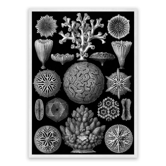 Black & White Coral Print: Ernst Haeckel Oceanography Art NH71