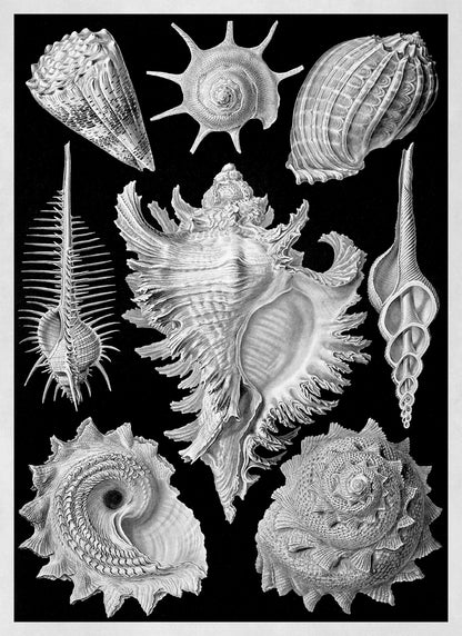 Black & White Seashells Print: Ernst Haeckel Oceanography Art NH72