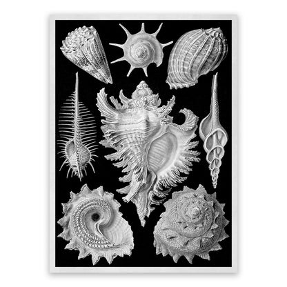 Black & White Seashells Print: Ernst Haeckel Oceanography Art NH72