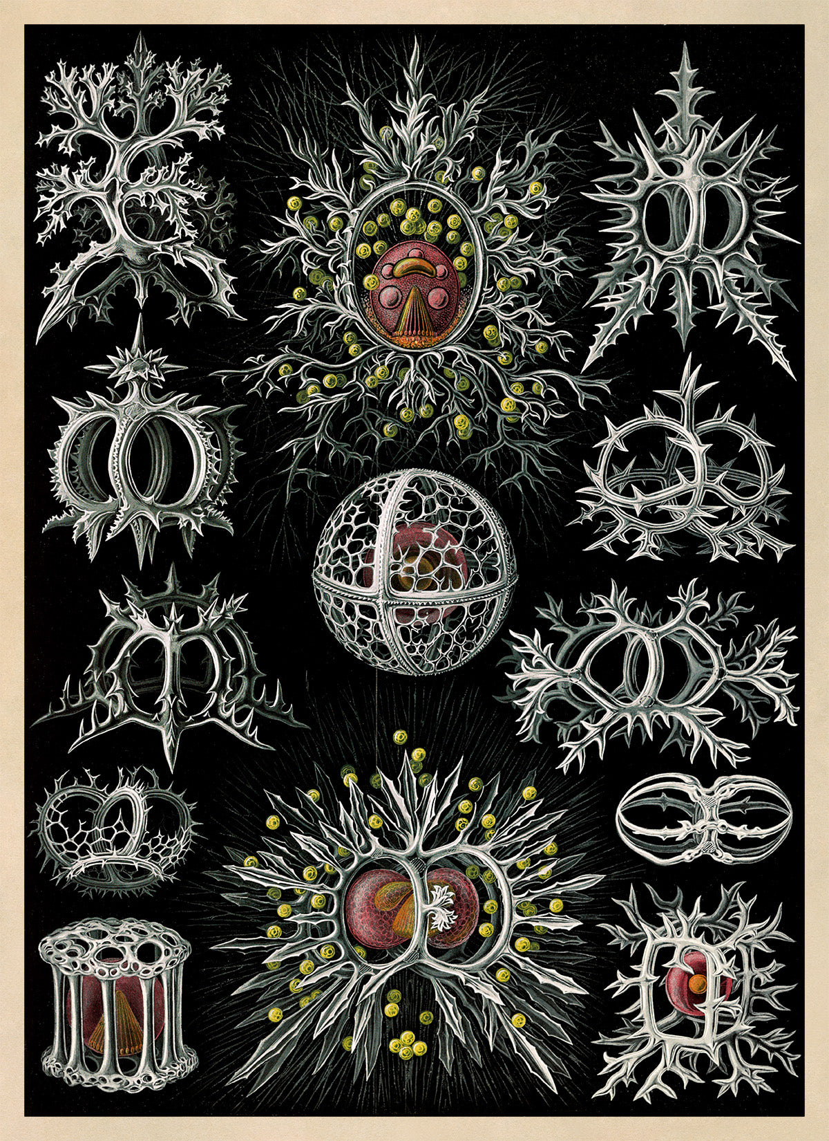 Stephoidea Microorganism Print: Ernst Haeckel Marine Life Art NH73