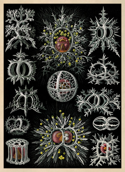 Stephoidea Microorganism Print: Ernst Haeckel Marine Life Art NH73