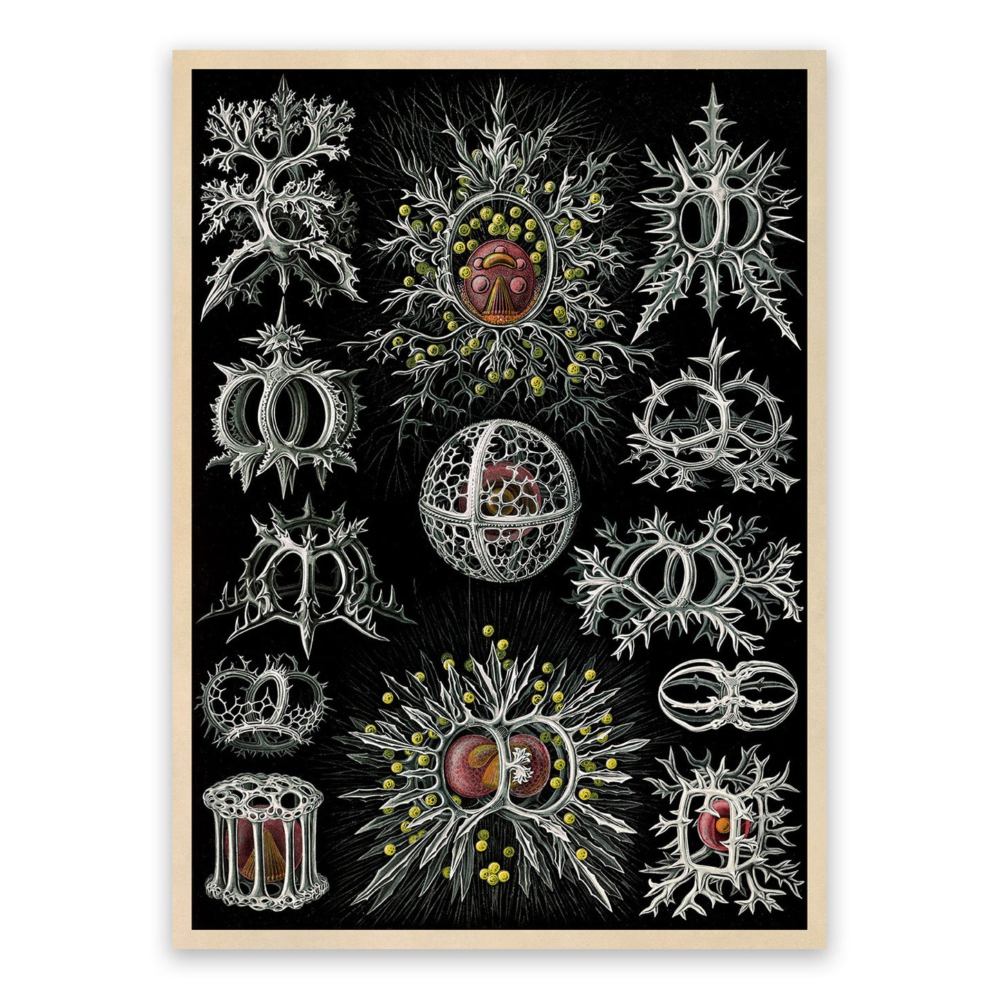 Stephoidea Microorganism Print: Ernst Haeckel Marine Life Art NH73
