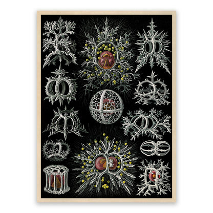 Stephoidea Microorganism Print: Ernst Haeckel Marine Life Art NH73