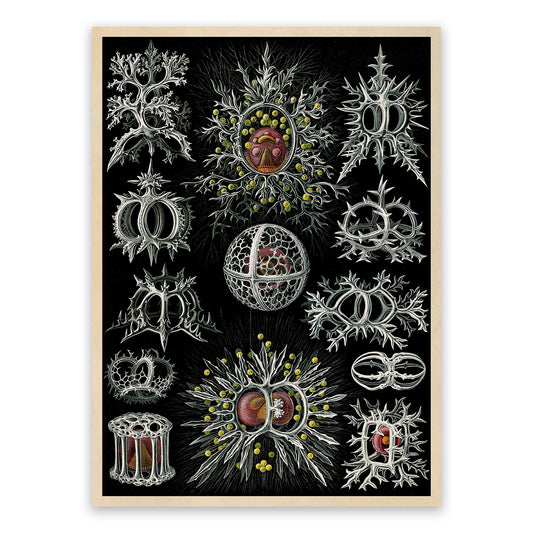 Stephoidea Microorganism Print: Ernst Haeckel Marine Life Art NH73
