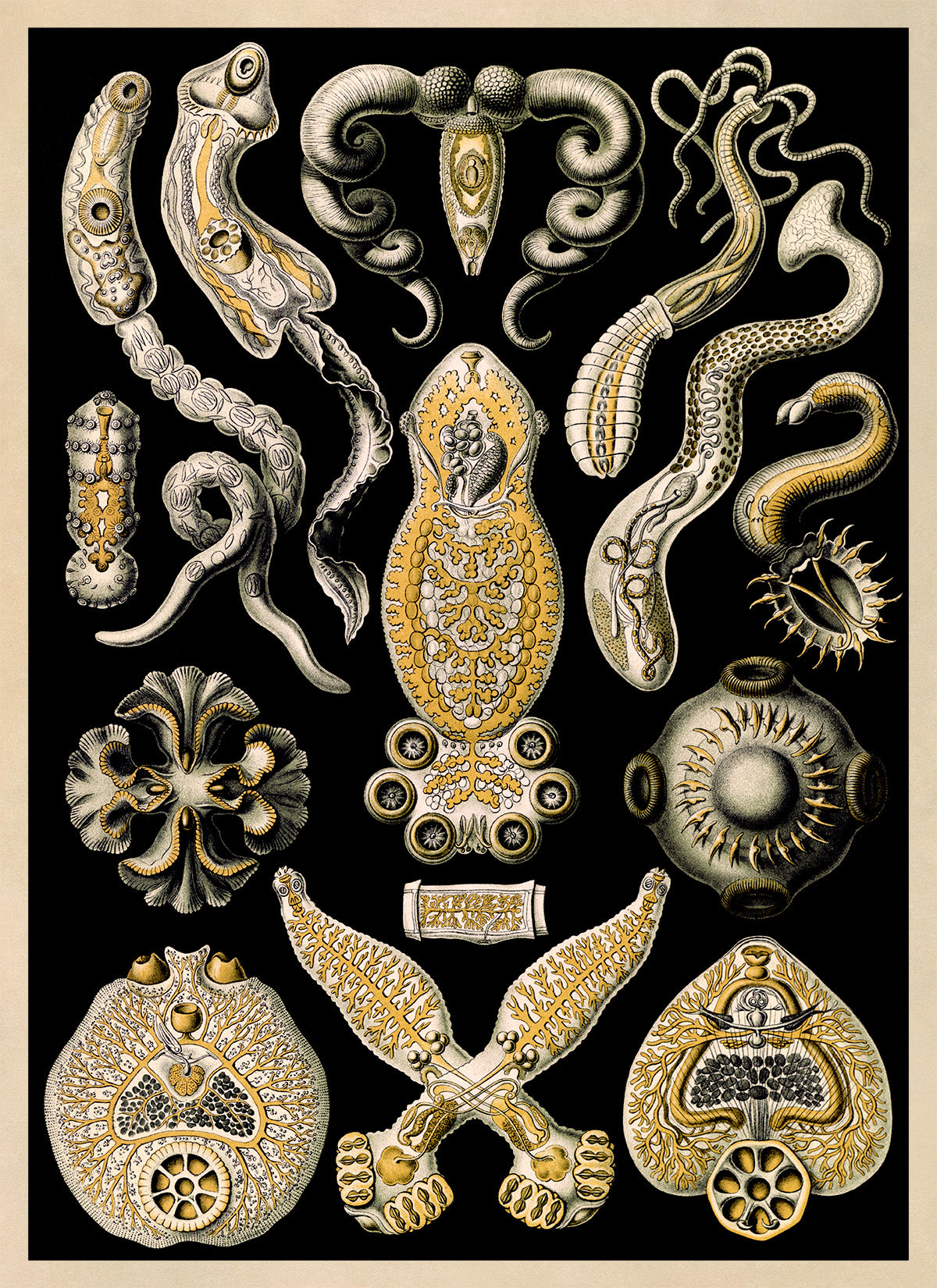Flatworm Species Print: Ernst Haeckel Geometric Art NH74