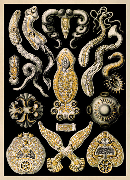 Flatworm Species Print: Ernst Haeckel Geometric Art NH74