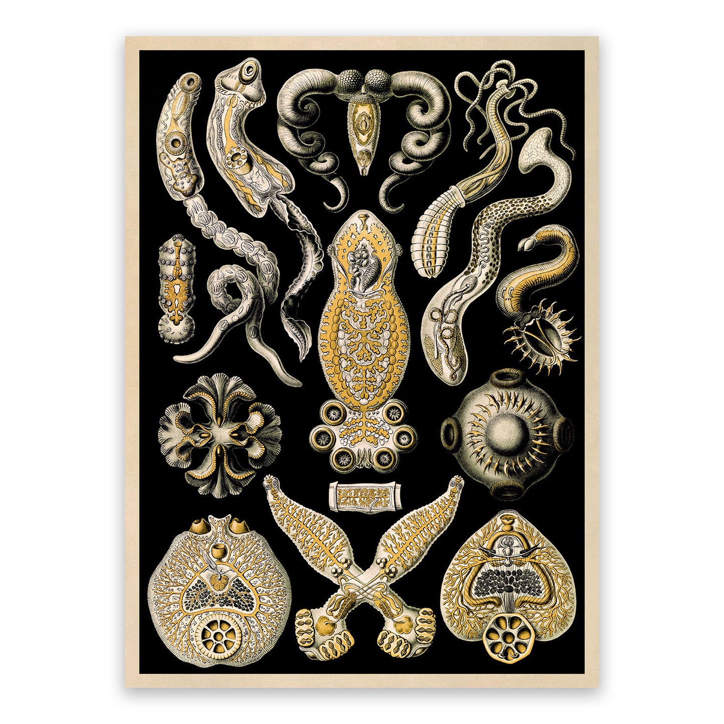 Flatworm Species Print: Ernst Haeckel Geometric Art NH74