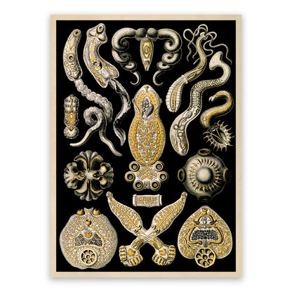 Flatworm Species Print: Ernst Haeckel Geometric Art NH74