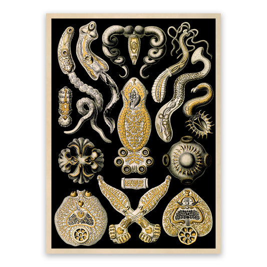 Flatworm Species Print: Ernst Haeckel Geometric Art NH74