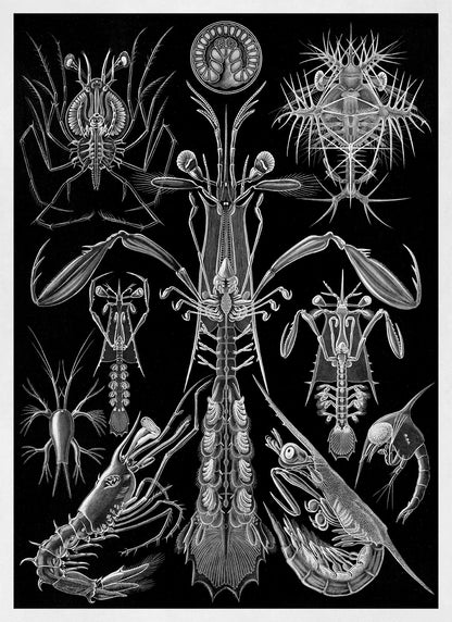 Black & White Crustaceans Print: Ernst Haeckel Shrimp and Crab Art NH75