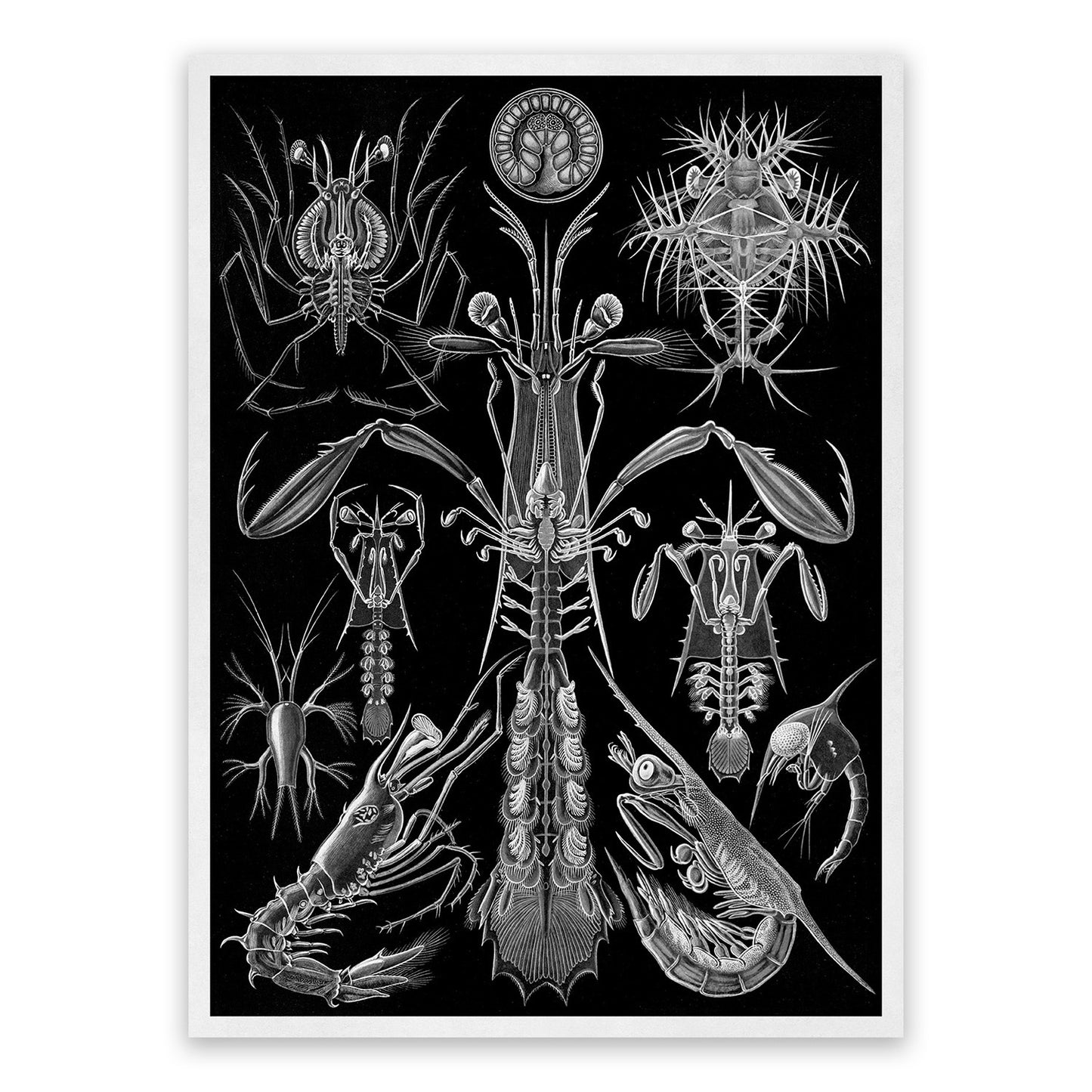 Black & White Crustaceans Print: Ernst Haeckel Shrimp and Crab Art NH75