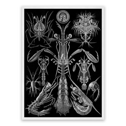 Black & White Crustaceans Print: Ernst Haeckel Shrimp and Crab Art NH75