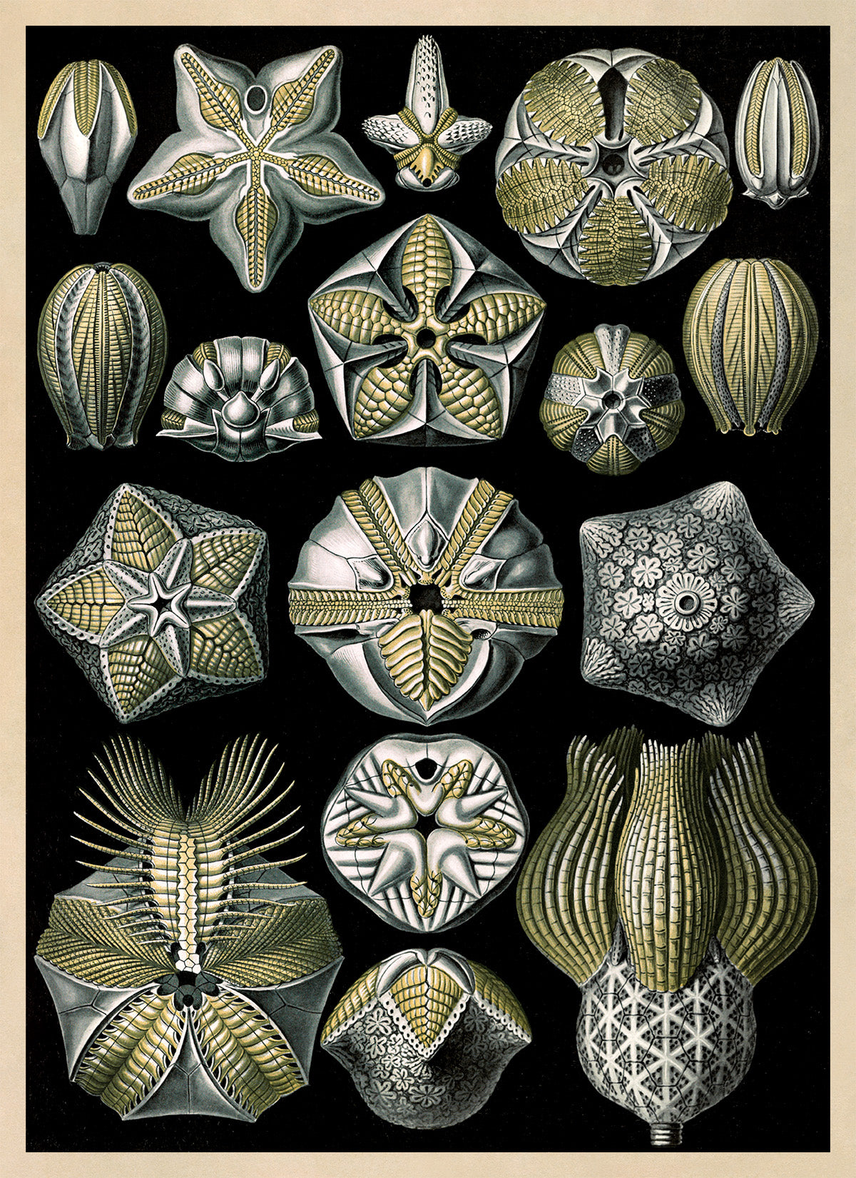 Blastoid Sea Fossil Print: Ernst Haeckel Marine Life Art NH76
