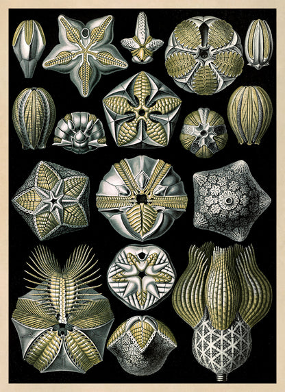 Blastoid Sea Fossil Print: Ernst Haeckel Marine Life Art NH76