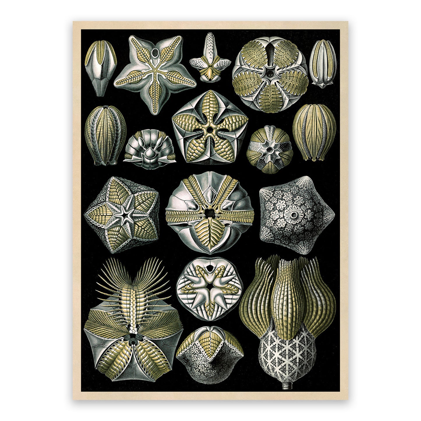 Blastoid Sea Fossil Print: Ernst Haeckel Marine Life Art NH76