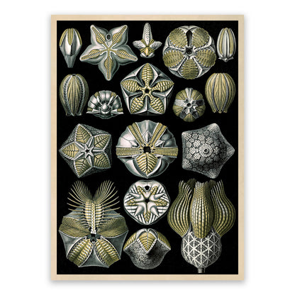 Blastoid Sea Fossil Print: Ernst Haeckel Marine Life Art NH76
