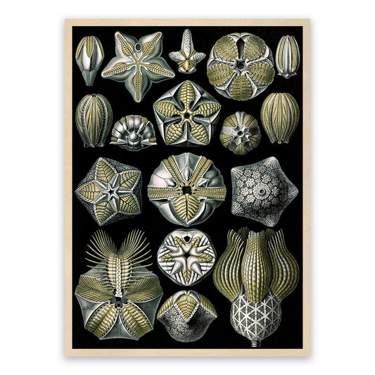 Blastoid Sea Fossil Print: Ernst Haeckel Marine Life Art NH76