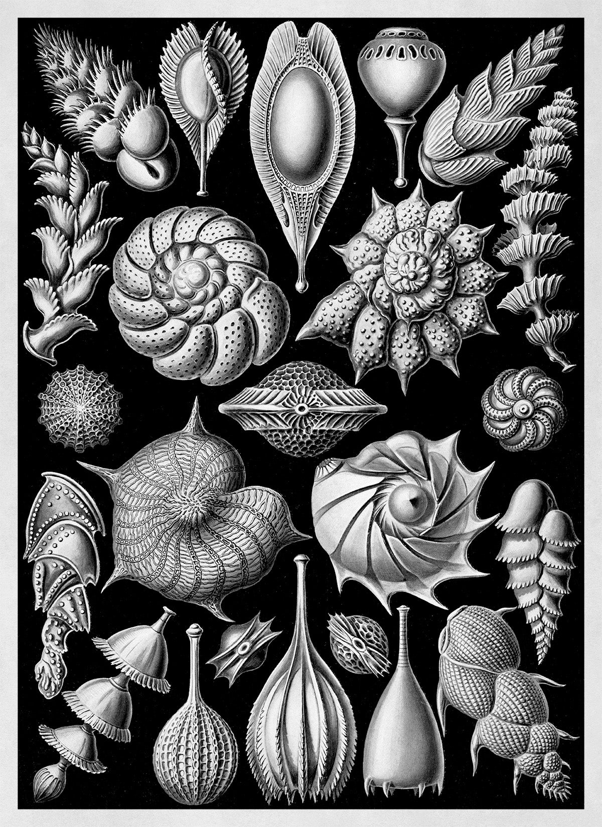Black & White Seashells Print: Ernst Haeckel Thalamophora Art NH77