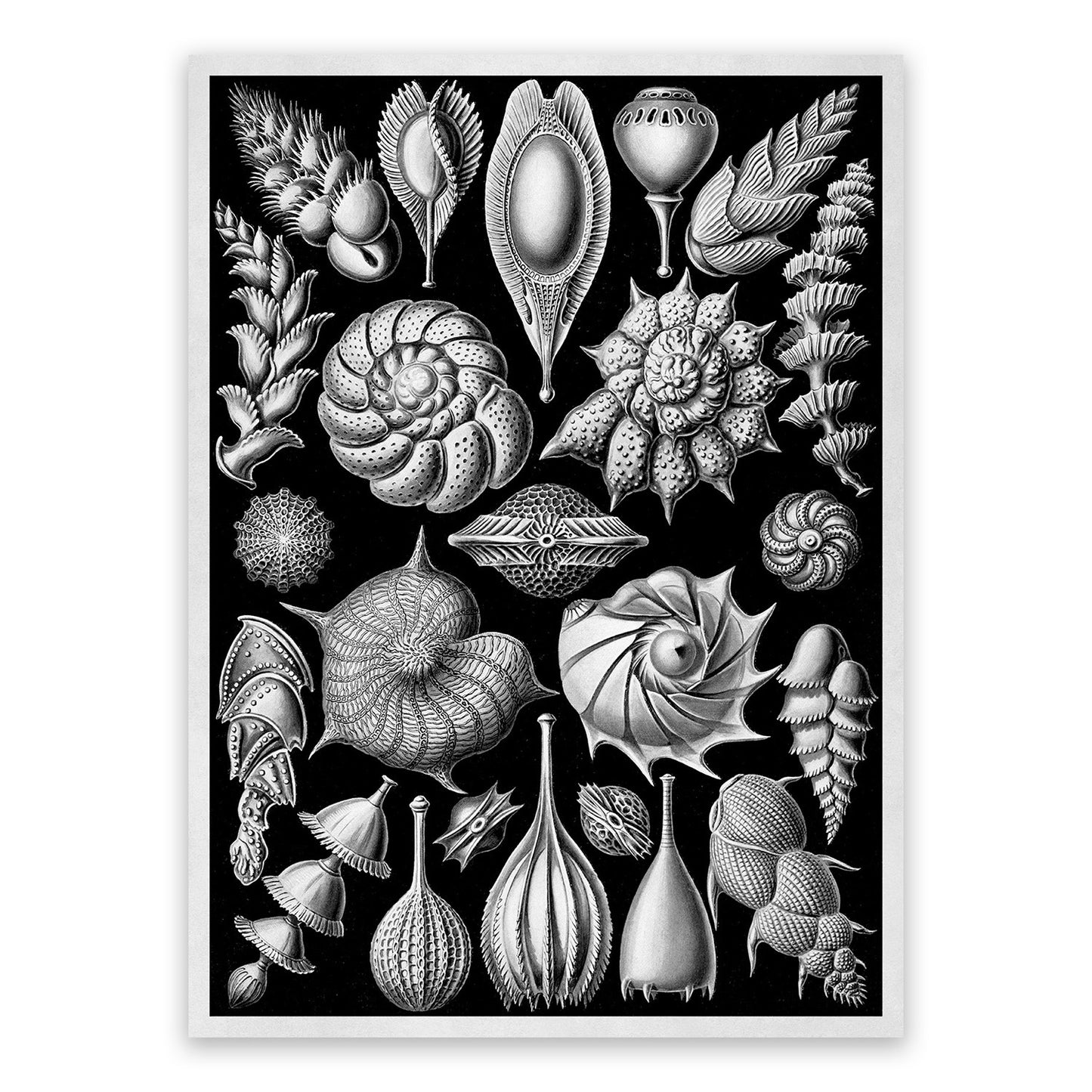Black & White Seashells Print: Ernst Haeckel Thalamophora Art NH77