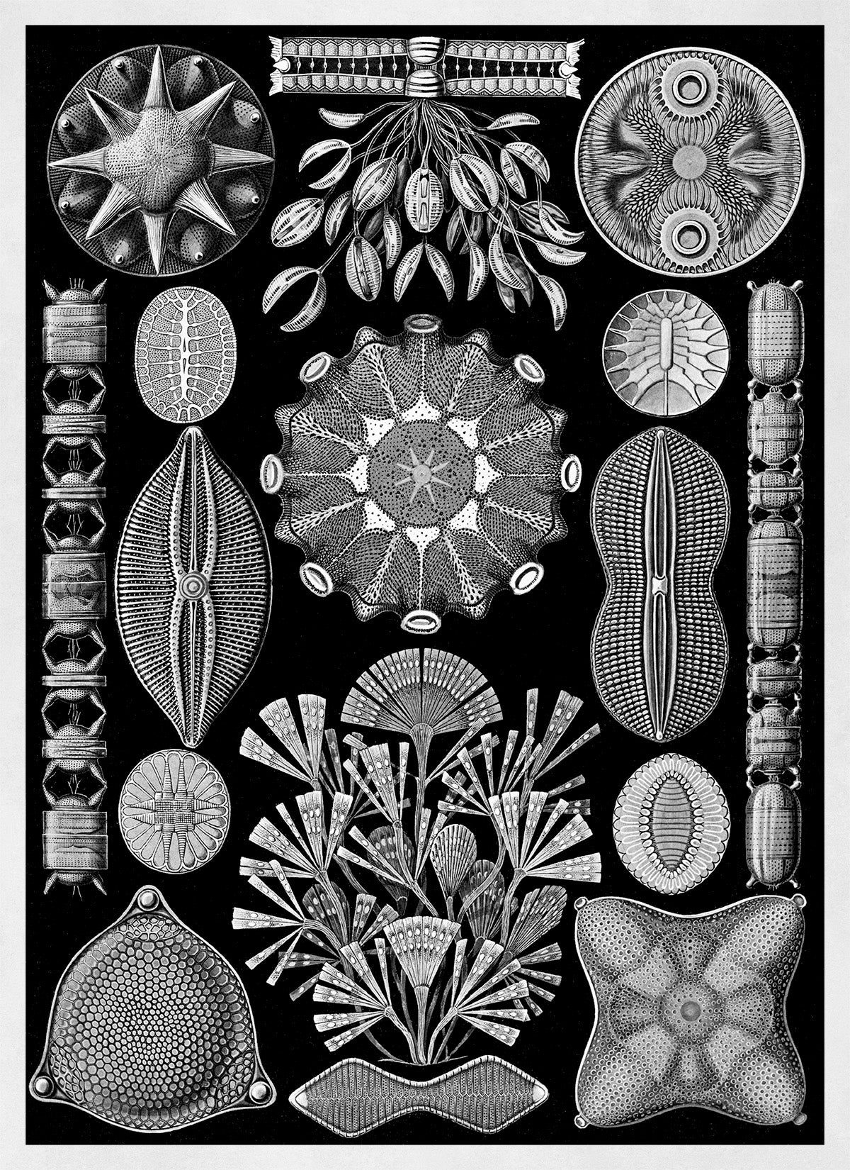 Black & White Diatom Algae Print: Ernst Haeckel Microbiology Art NH78