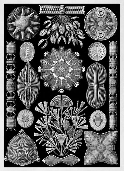 Black & White Diatom Algae Print: Ernst Haeckel Microbiology Art NH78