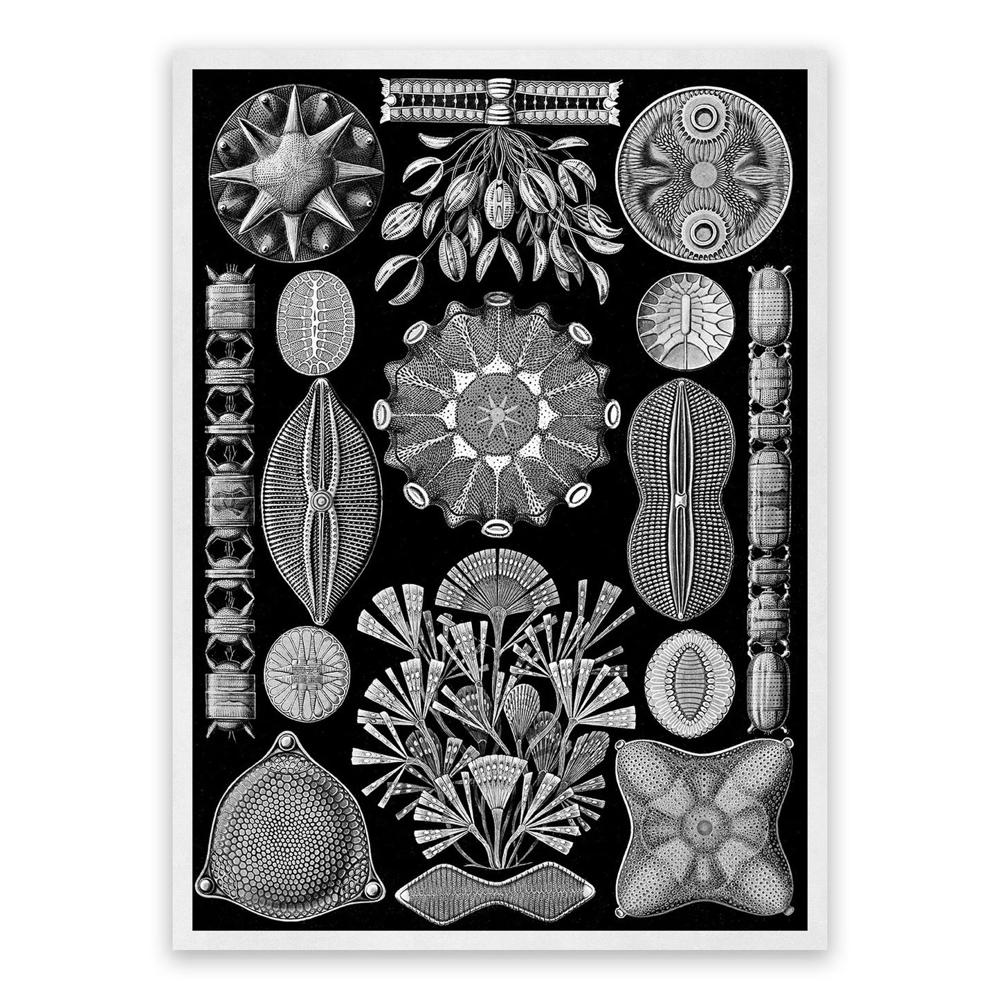 Black & White Diatom Algae Print: Ernst Haeckel Microbiology Art NH78