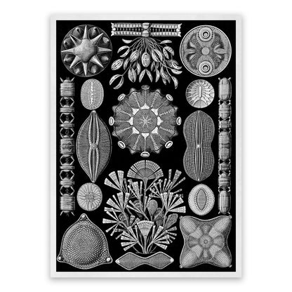Black & White Diatom Algae Print: Ernst Haeckel Microbiology Art NH78