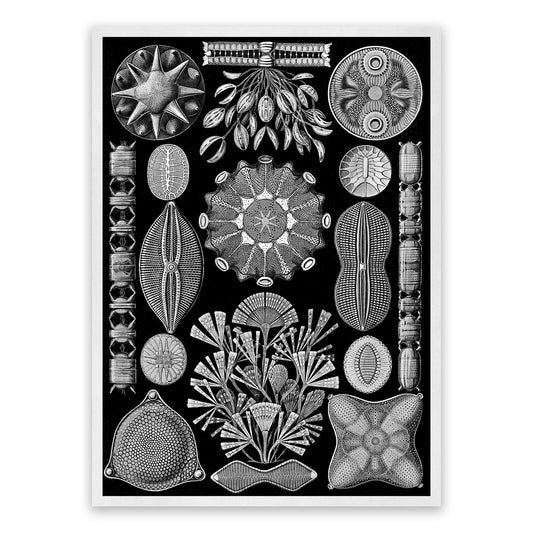 Black & White Diatom Algae Print: Ernst Haeckel Microbiology Art NH78