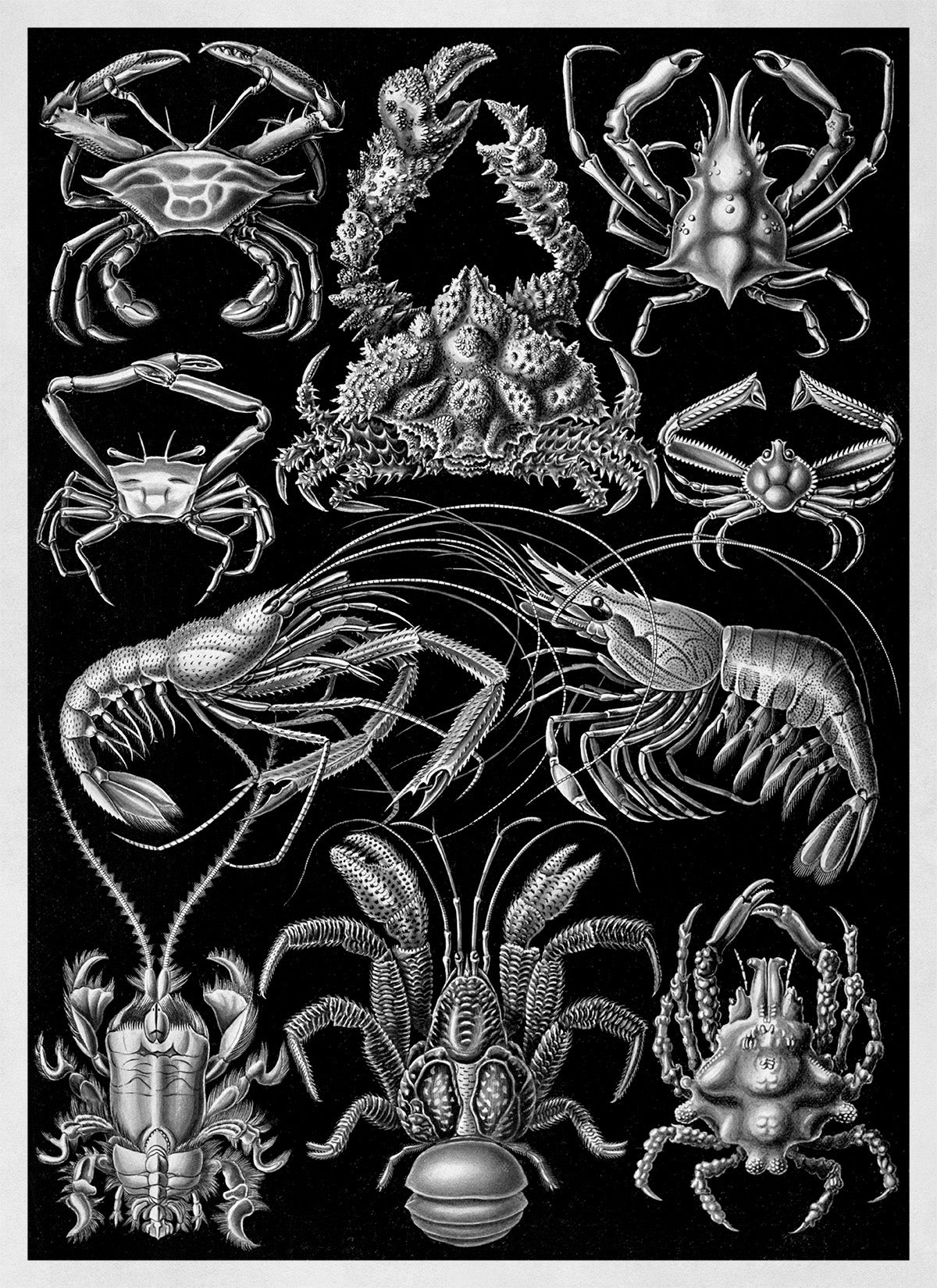 Black & White Crustaceans Print: Ernst Haeckel Lobster and Shrimp Art NH79