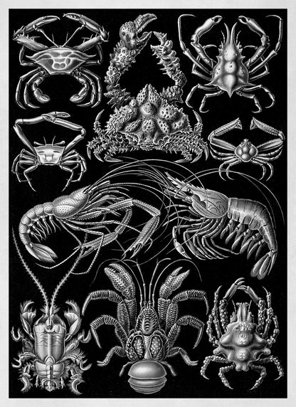 Black & White Crustaceans Print: Ernst Haeckel Lobster and Shrimp Art NH79