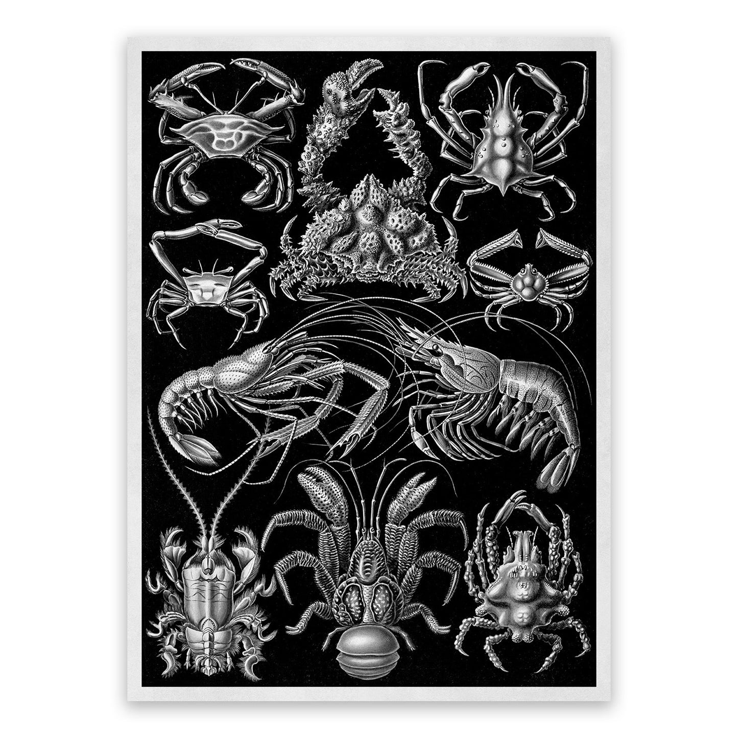 Black & White Crustaceans Print: Ernst Haeckel Lobster and Shrimp Art NH79