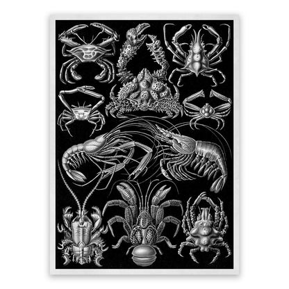 Black & White Crustaceans Print: Ernst Haeckel Lobster and Shrimp Art NH79