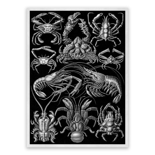 Black & White Crustaceans Print: Ernst Haeckel Lobster and Shrimp Art NH79