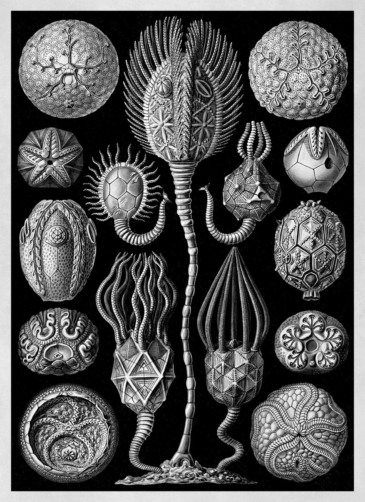 Cystoid Marine Fossil Print: Ernst Haeckel Black & White Art NH80