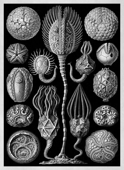 Cystoid Marine Fossil Print: Ernst Haeckel Black & White Art NH80